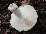Russula variata image