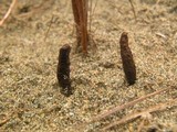 Ophiocordyceps ravenelii image