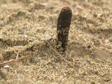 Ophiocordyceps ravenelii image