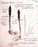 Ophiocordyceps ravenelii image