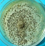 Aspergillus alliaceus image