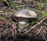 Hygrophorus olivaceoalbus image