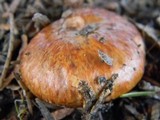 Suillus caerulescens image