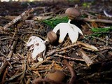 Geastrum pectinatum image