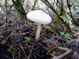 Clitocybe fragrans image
