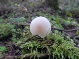 Clitocybe fragrans image