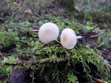 Clitocybe fragrans image