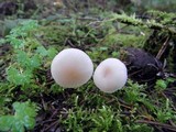 Clitocybe fragrans image