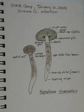 Hygrophorus olivaceoalbus image