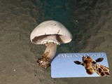 Agaricus californicus image