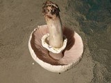 Agaricus californicus image