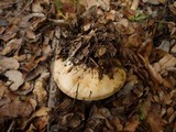 Amanita vernicoccora image