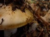 Amanita vernicoccora image