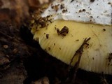 Amanita vernicoccora image