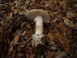 Amanita vernicoccora image