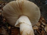 Amanita vernicoccora image