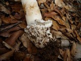 Amanita vernicoccora image
