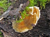 Trametes ochracea image