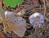 Inocybe lilacina image
