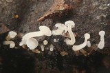 Hemimycena tortuosa image