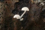 Hemimycena tortuosa image
