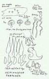 Hemimycena tortuosa image