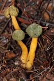 Leotia viscosa image
