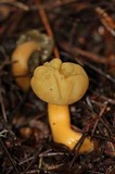 Leotia viscosa image