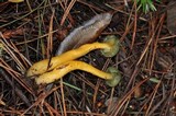Leotia viscosa image