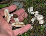 Inocybe geophylla var. geophylla image