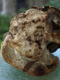 Fomitopsis officinalis image
