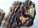 Fomitopsis officinalis image