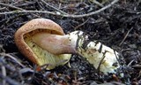 Tricholomopsis rutilans image