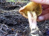 Tricholomopsis rutilans image