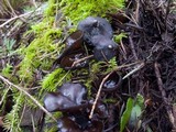 Pseudoplectania melaena image