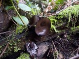 Pseudoplectania melaena image