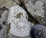 Thelomma mammosum image