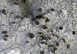 Thelomma mammosum image