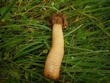 Verpa conica image
