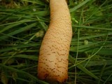 Verpa conica image