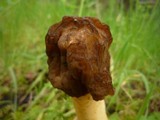 Verpa conica image