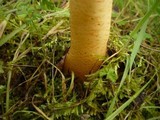Verpa conica image