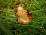 Verpa conica image