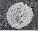 Thelomma mammosum image