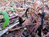 Geoglossum nigritum image