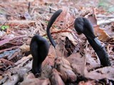 Geoglossum nigritum image