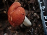Leucopaxillus gracillimus image