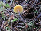 Xeromphalina fulvipes image