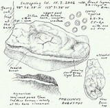 Fomitiporia robusta image