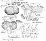 Gymnopilus luteofolius image